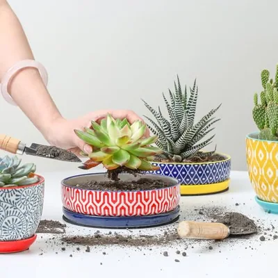 Ceramic Succulent Pots