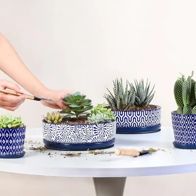 Ceramic Succulent Pots