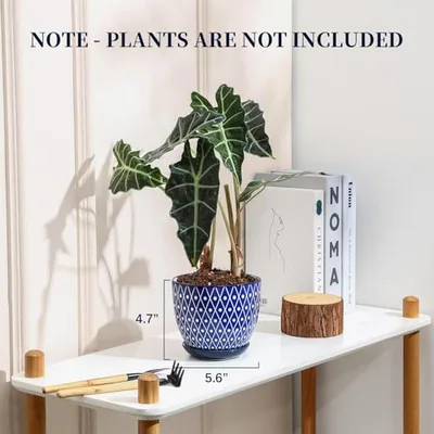 Ceramic Plant Pots: another photograph