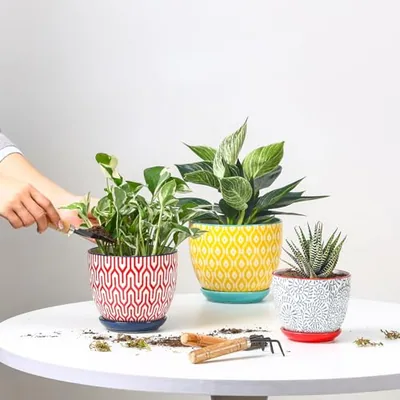 Ceramic Plant Pots